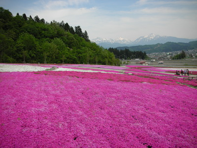 shibasakura pink.JPG